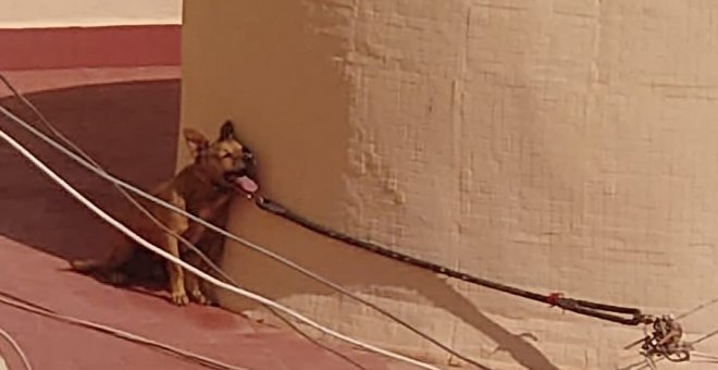Muere un perro abandonado en una azotea de Torrevieja, atado a pleno sol y expuesto al calor durante varios días