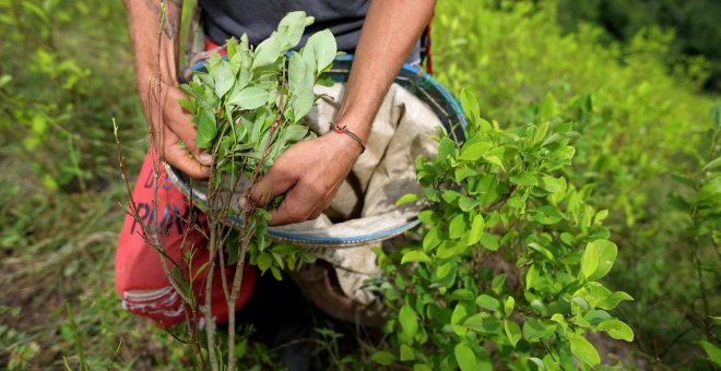 Los cultivos de coca se disparan en Colombia un 43% en 2021
