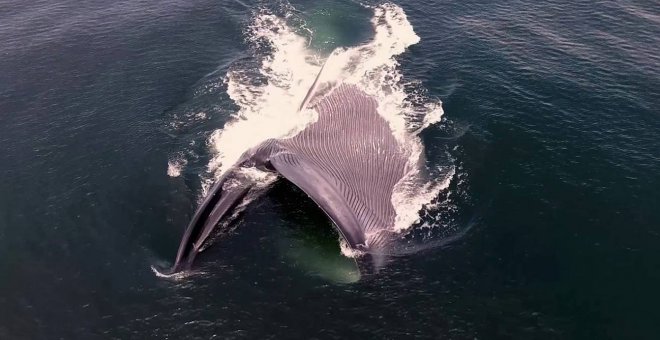 Las ballenas ingieren hasta 10 millones de microplásticos al día en los mares