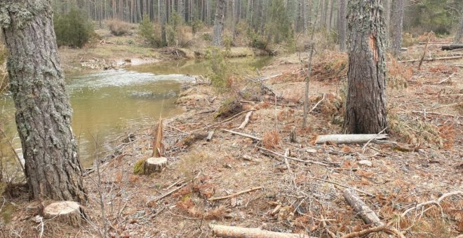 Las talas masivas para fabricar biocombustible se comen el bosque de pinos que arropa al Tajo en su cabecera