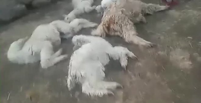 Mueren más de 25.000 alpacas en Perú por culpa del frío