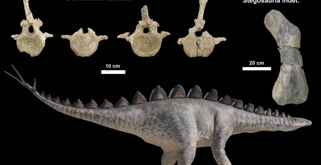 Descubren nuevos fósiles de estegosaurios en Teruel y València
