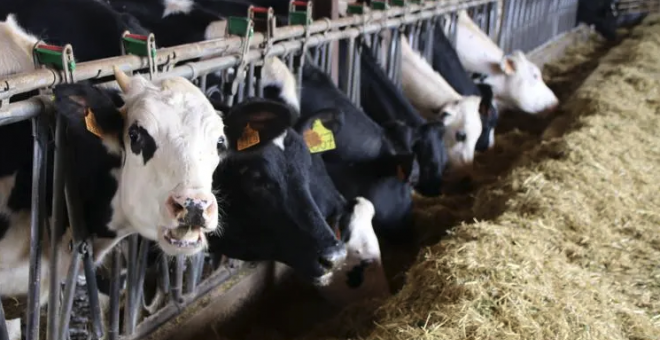 La crisi de preus de la llet i la manca de relleu s'emporten el 43% de les granges gironines durant l'última dècada