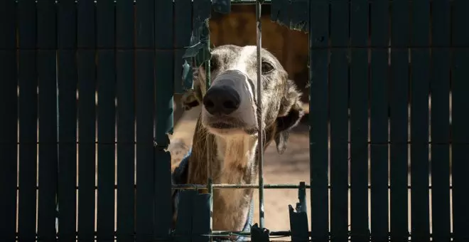 Los perros sin ley: malheridos, sin hogar y sin derechos