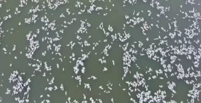 Aparecen millones de peces muertos en el río Darling de Australia