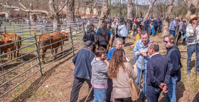 Cerca de 600 ejemplares de 30 ganaderías participan en la feria de San Benito