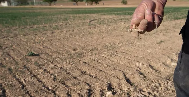 El Gobierno rebaja el IRPF a 800.000 agricultores para minimizar las pérdidas de la sequía