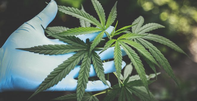 Sanidad avanza en la regulación por ley del cannabis medicinal