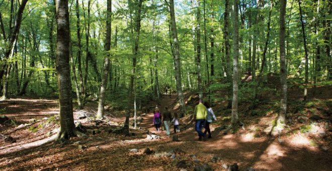 Sis boscos de Catalunya on desconnectar aquest estiu (i refugiar-se de la calor)