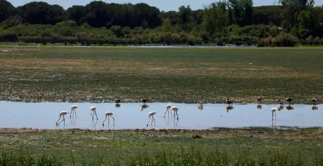 Preocupación en la Unesco por Doñana: estudia incluir el humedal en la lista de patrimonio en peligro