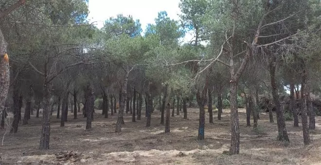 Talan sin licencia un centenar de árboles en un bosque de la Comunidad de Madrid para un proyecto urbanístico de lujo