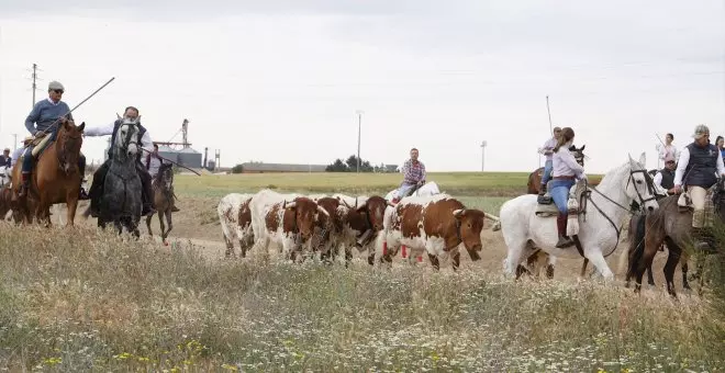 El Gobierno limita el movimiento de ganado en Castilla y León por el riesgo de dispersión de tuberculosis bovina