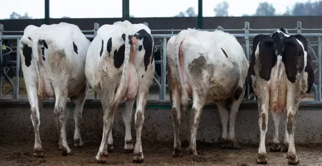 Castilla y León ignora la orden del Gobierno central sobre los controles a la tuberculosis bovina