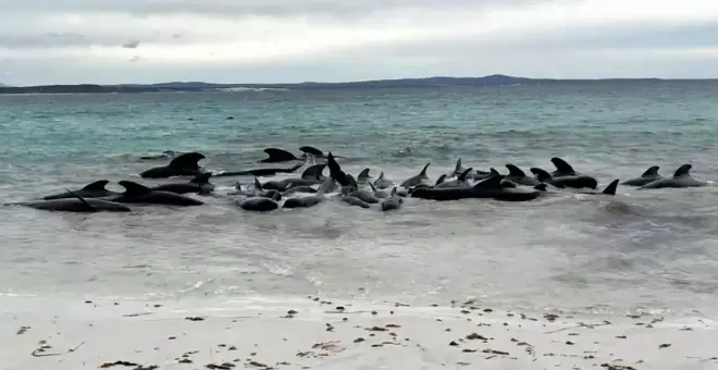 Mueren 51 ballenas piloto tras quedar varadas en una playa de Australia