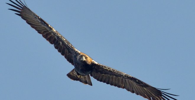 El águila imperial de Doñana, en situación "crítica": solo tres pollos han logrado volar