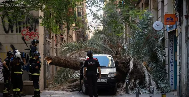 Una joven de 20 años muere al caerle encima una palmera en Barcelona