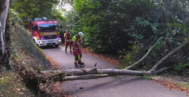 Bomberos retiran dos árboles que habían cortado el camino a tres viviendas en Güemes