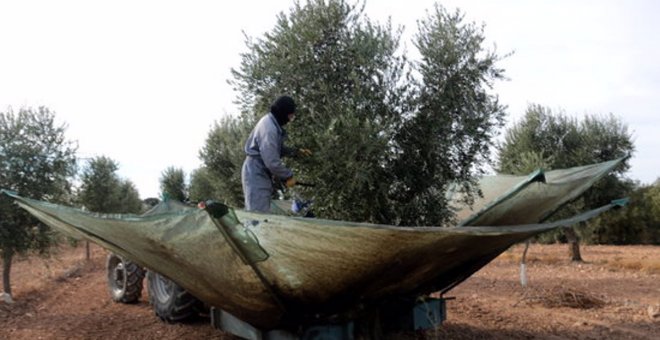 Alerta entre los productores por el trasvase de los consumidores de aceite de oliva hacia otros más económicos