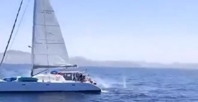 Los ocupantes de un velero disparan contra un grupo de orcas cerca de Tarifa