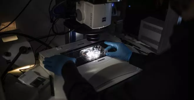 Científicos chinos desarrollan riñones con células humanas en embriones de cerdo
