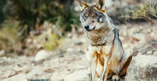 Cantabria insiste en sacar al lobo del LESPRE para "volver al equilibrio natural que existía"