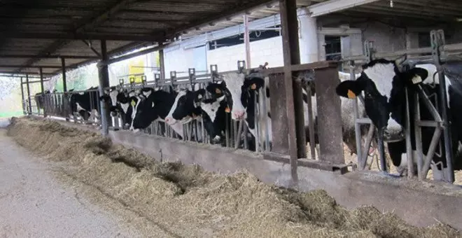 Cantabria ha perdido más de 200 ganaderos de leche en los últimos tres años