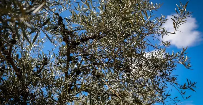 Facua denuncia la diferencia de precios del aceite de oliva entre España y Portugal
