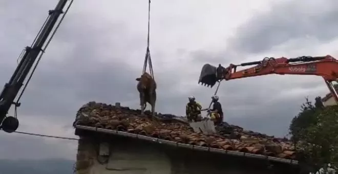 Los Bomberos rescatan a dos vacas de un tejado en Cantabria