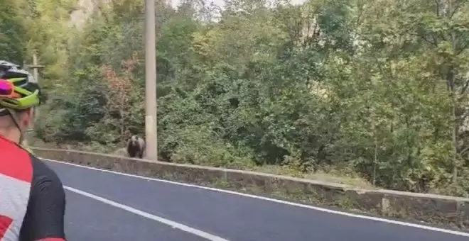 Un grupo de ciclista se encuentra con un oso en plena carretera entre Ramales y Carranza