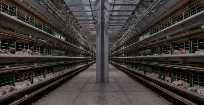 La cara más desconocida de la industria del huevo en España: el 70% de las gallinas llegan al matadero hacinadas