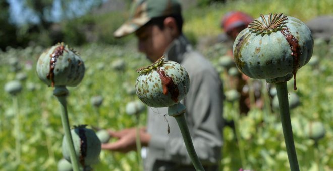 La eliminación del opio en Afganistán abre la puerta a la llegada a España del fentanilo y otros narcóticos peligrosos