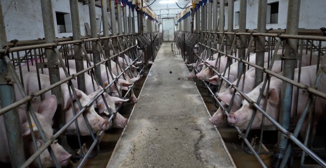El juzgado admite a trámite la denuncia contra una granja de cerdos por maltrato animal en Burgos