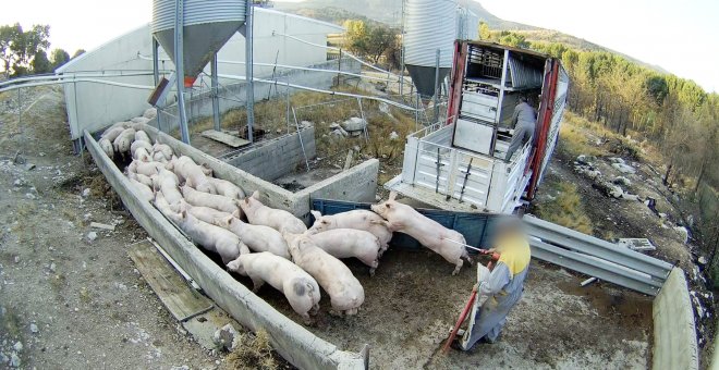 Tumores, malformaciones y gusanos: una investigación revela el horror de uno de los peores casos de maltrato animal en España