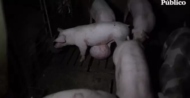 Nuevas imágenes de la Granja del Terror de Quintanilla del Coco (Burgos) muestran un cerdo a la intemperie devorado por una bandada de buitres