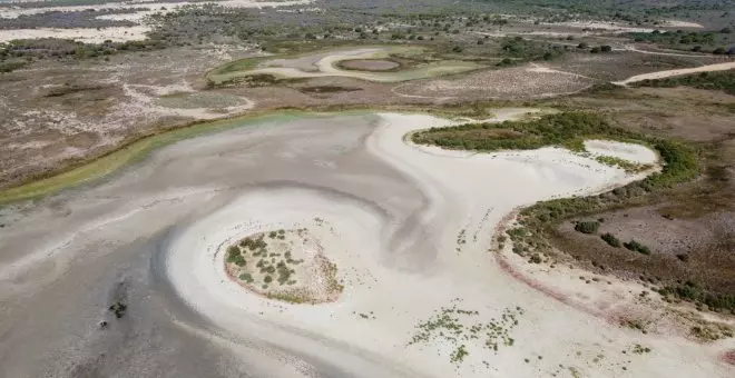La falta de agua muta Doñana: lagunas resecas, anguilas en peligro, sapos desaparecidos y halcones en retroceso