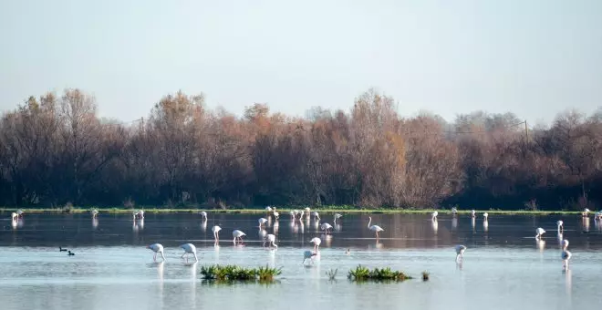 El CSIC confirma que la explotación del acuífero de Doñana causa graves impactos medioambientales