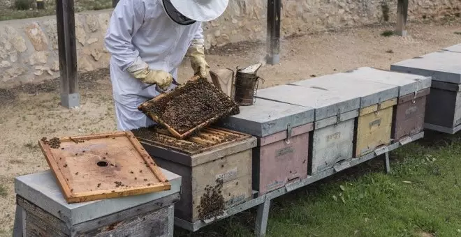La sequera també amenaça la supervivència de les abelles i la producció de mel a Catalunya