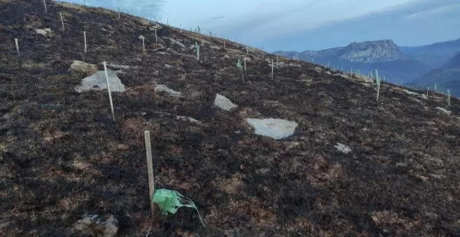 Los incendios de la semana pasada en Ramales de la Victoria arrasaron una repoblación de 3.000 árboles autóctonos