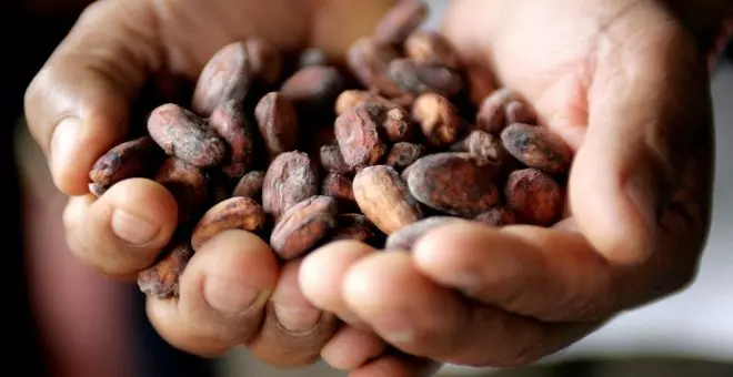 Las plantas de cacao africanas se quedan sin grano y se agrava la crisis mundial del chocolate