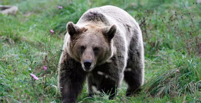 El grupo de trabajo del oso pardo establece bases para asegurar la "cohabitación" de la especie con actividades rurales