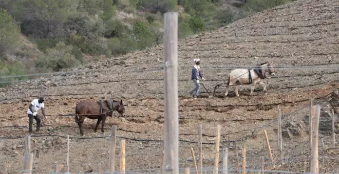 Les mules tornen a llaurar els costers de vinya del Priorat: una alternativa ancestral i ecològica a la mecanització