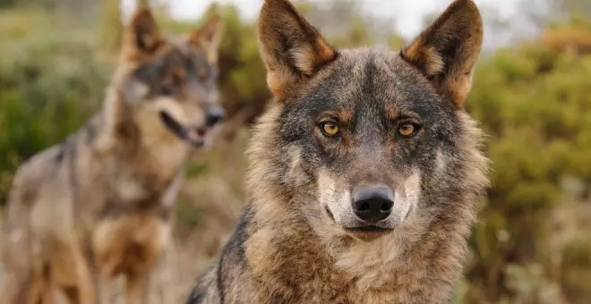 El TSJC anula la autorización de 2022 del Gobierno para matar lobos