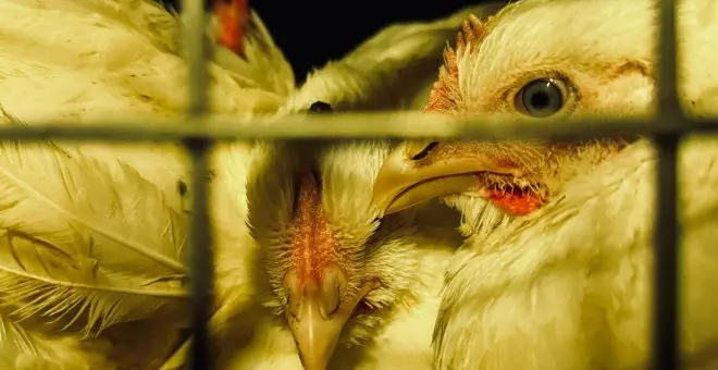 Pollos que mueren antes de llegar al matadero: estas son las pésimas condiciones en las que viven