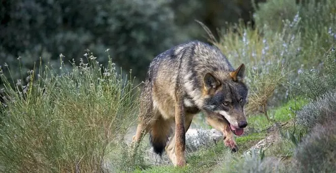 Las manadas de lobos aumentaron su censo en 2023