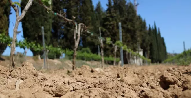 Les darreres pluges no eviten una "mortaldat important" a les vinyes del Penedès a les portes d'una nova campanya