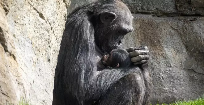 El duelo de una chimpancé en el zoo de València: lleva en brazos el cadáver de su cría desde hace dos meses