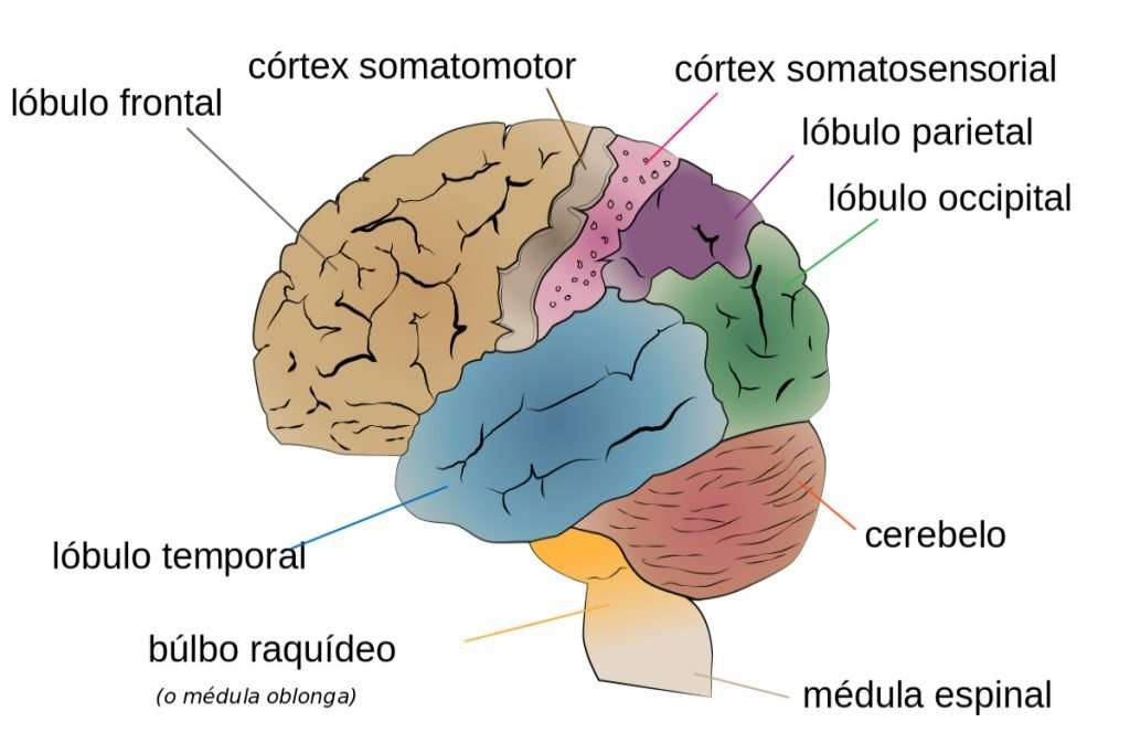 Cuáles son las partes del cerebro