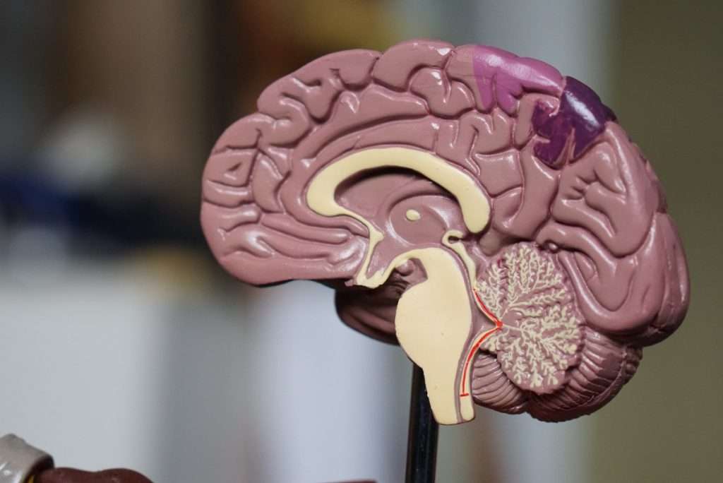 Cuáles son las partes del cerebro?