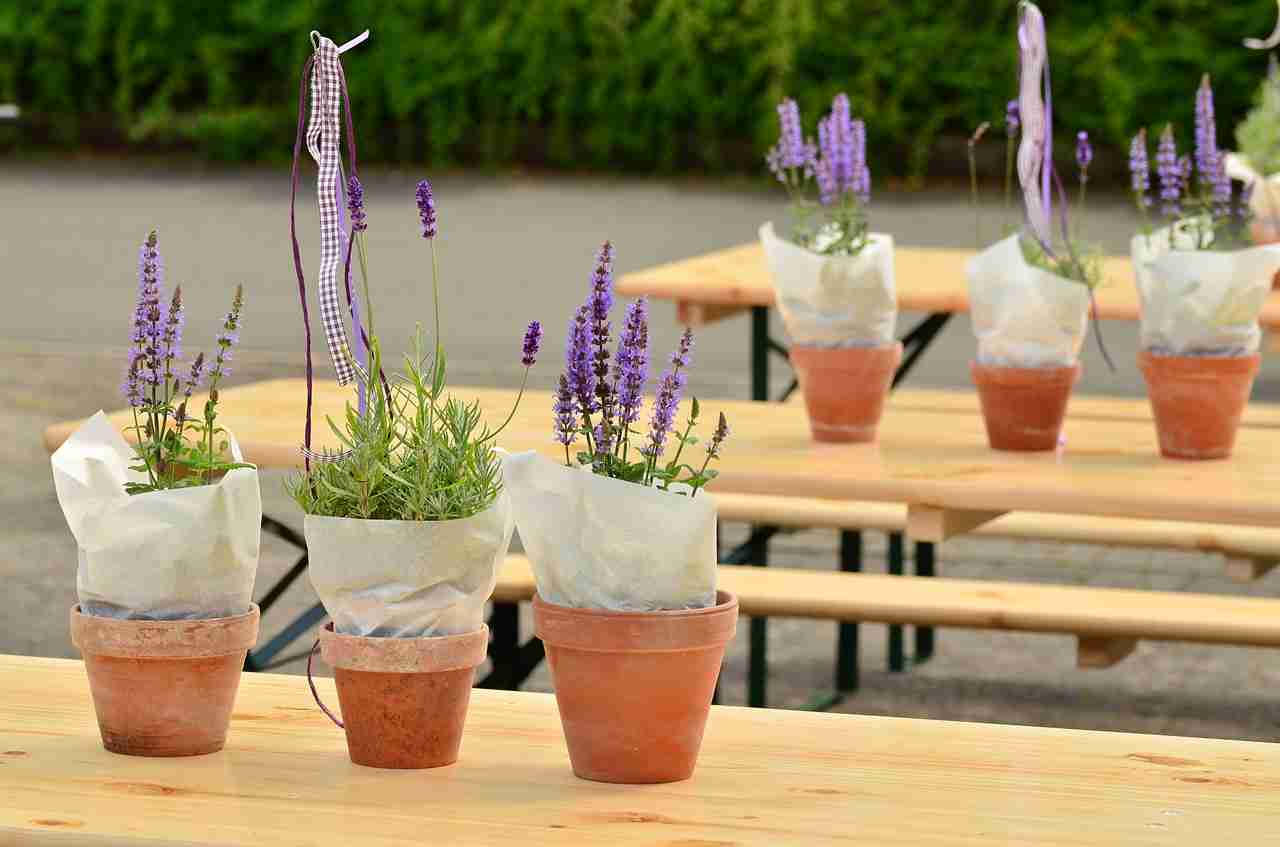 6 plantas que puedes plantar en verano