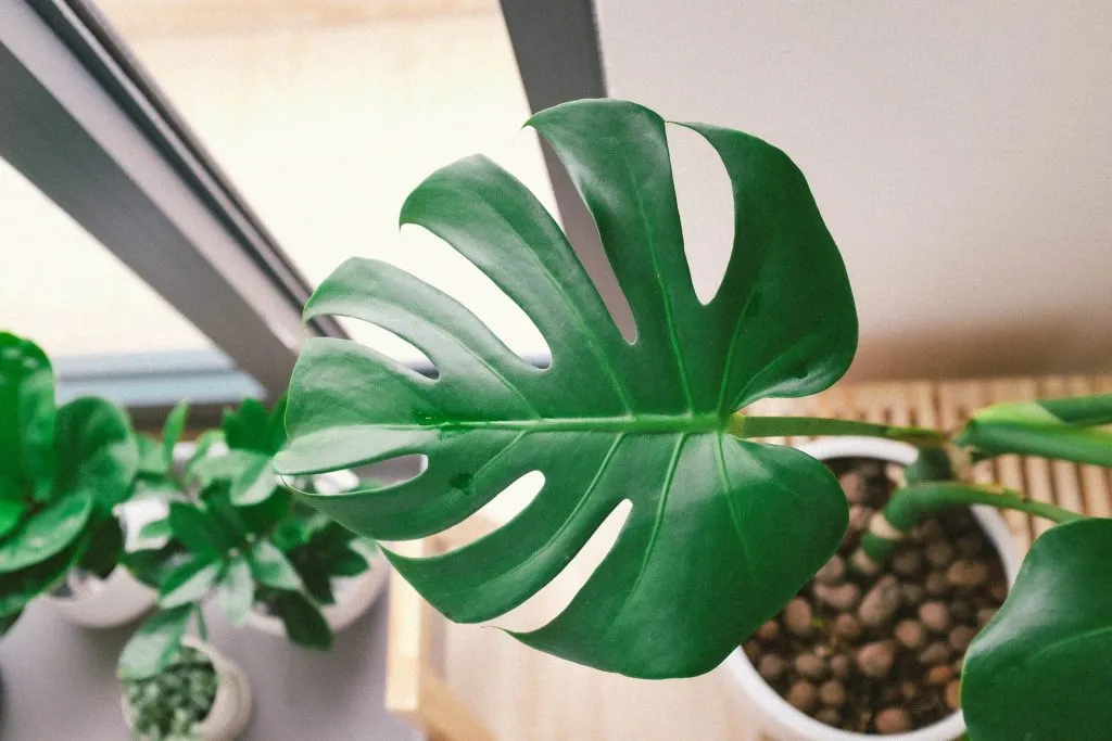 Monstera Deliciosa